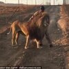 「不給摸就不讓路！」傲嬌雄獅每天都擋路求管理員抱抱，還會故意慢吞吞被多摸摸一下！（影片）