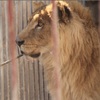 被關在倒閉的動物園沒有食物吃，獅子和熊無助等待救援的樣子....人類真的很可惡！（影片）