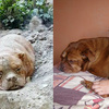 慘遭主人活埋的10歲老狗終於有了溫暖的家與愛他的新主人！
