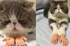 掛著超不爽臉的貓咪被「移植」小手，造成網友狂推超過11萬次！