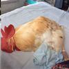 「起床！該換我睡惹！」這隻公雞叫主人起床後立刻倒頭就睡，牠躲在棉被露出小雞冠的樣子...真的太可愛了！