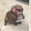 網友上傳「超兇猛」比特犬「攻擊」的照片，讓超多飼主分享「受害經驗」！我看到都快被（可愛）屎了！