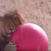 「我喜歡這顆球」只是擁有一顆球，獅子立馬變身大貓咪，喵～(影片)
