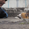 從地心竄出的喵！！日本攝影師拍下街貓從排水孔探頭的萌樣