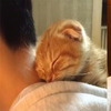 「這裡是偶的吊床！」小橘貓最愛睡在葛格外套帽子裡，睡到瞇眼打呼的模樣真的超療瘉！(影片)