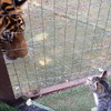 「你是我鄰居的、鄰居的、鄰居的、鄰居的小孩吧？」第一次看見小貓咪，老虎好奇又不知所措的樣子...真的好可愛呀！