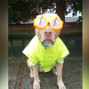 「有了這套出門就不怕下雨惹~」狗狗的時尚穿搭，這主人也太用心~