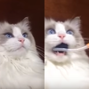 嚇壞本宮啦！第一次嘗試刷牙，美貓瞬間變傻貓！