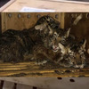 3隻年僅4個月大西伯利亞虎蜷縮40公分高木箱，遭丟包機場長達一周不聞不問