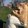「馬麻你終於來了！」獅子看見好久不見的保育員反應超激動，動手動嘴樣樣來（影片）