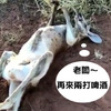 「喝醉的袋鼠看過嗎？」看牠醉醺醺一臉茫樣讓網友爆笑回應：小心被撿屍啦～（影片）