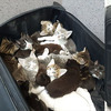 15隻小貓遭硬塞行李箱，「恰巧」丟包護士家門口，打開箱子的那一刻令人不忍直視