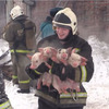「我們成功囉！」消防員冒著危險搶救受困火場小豬，安全逃離火場的那一刻放心微笑（影片）