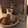 網友養了隻貓咪又一時衝動買了隻龍貓回家，本以為會大打一架的，結果太快了吧！