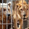 整個動物園只剩他們兩個還活著⋯⋯被戰火波及差點餓死，倖存的獅子與熊終於獲救！