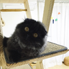 超可愛圓圓大眼小黑貓，簡直就是《神隱少女》中的小黑炭！