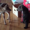 出生不久的小熊與小鹿「初次見面」，竟然產生超誇張的反應...網友笑翻：「你也把口水擦一下吧XD」(影片)
