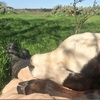 「草原曬太陽，陌生牛突然躺我大腿睡...」這些「超愛裝熟」的可愛動物...每一隻都讓人完全融化！