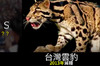 台灣雲豹已於2014年確定絕種，你知道嗎？還有多少物種因為人類消失在這個世界上了呢？（圖＋影片）
