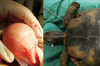 烏龜難產怎麼辦？專家拿切割機幫她「破龜殼取蛋」！網友大驚：「第一次聽到烏龜也有剖腹產！」