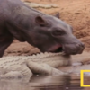 兇猛鱷魚竟然任由河馬寶寶「啃尾巴」被嚇得不敢動？原來是因為害怕「媽媽的怒火」！