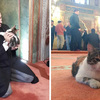 在這間清真寺裡你不僅可以禱告還可以...玩貓？！土耳其超暖清真寺開放給喵星人入侵啦ヽ(✿ﾟ▽ﾟ)ノ