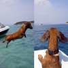 海上飛狗出沒！超愛玩水的臘腸狗狗高喊：「夏天就是要拋物線跳進清涼的海水才過癮！！！」