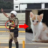 受困危險車潮的小奶貓，交警超英勇衝出馬路救援的暖心舉動，瞬間讓人覺得好感動......