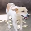 「人在做、天在看！」巴西棄犬過程全都錄，可憐狗兒成功尋得愛牠的新家人！