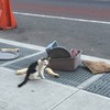 強烈譴責棄養！！這隻無助的小貓被發現棄養在車水馬龍的街道上，身旁散落著一地的貓砂盆及貓用品...