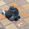 逛街到一半，竟遇見「小胖鴿」呆坐地上！仔細一看...網友當場笑到翻！！