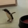上班到一半發現有隻「誤闖辦公室」的企鵝寶寶，一聽到有人呼喊牠的名字，牠可愛的反應讓所有人都融化拉！（影片）