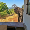 SOS！疑似遭盜獵者射傷的大象跛行一個月至飯店求救，佇立在門外彷彿在說「拜託救救我」！