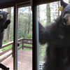 「烤個布朗尼，突然有隻熊聞香敲門！」這些不請自來的熊熊，每張照片讓人看了瞬間噴笑融化！