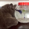 家裡的那隻貓好像靠著魚缸睡著了，結果換個角度一看...網友笑翻：「求鬥魚心理陰影面積XD」