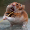 鼠鼠超激動開吃麵條，結果引發一場「修圖大戰」....每張照片真的讓人看了噴笑到不行！