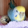 家裡的鸚鵡持續孵著從超市裡買回來的鵪鶉蛋，結果某天竟然發現巢外有隻雛鳥...真的讓網友太驚喜了！！(影片)