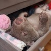 在野外拯救一隻營養不良的袋熊，恢復健康後自己打開抽屜進去睡覺的模樣...真的可愛到讓人融化！