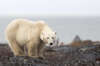 冰川融化導致北極熊吃不到海豹挨餓，轉而「搶蛋」充飢恐造成不可輕視的副作用