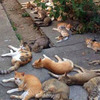 起床驚見20隻貓昏倒在我家門口，超緊張找人求救後得知真正原因....瞬間讓我哭笑不得啊！