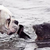 狗狗超深情望著海獅準備要親下去，沒想到海獅超嫌棄的反應.....瞬間讓人噴笑到不行！