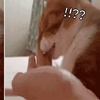 趁貓咪陶醉在舔爪子，鏟屎官偷偷換成自己的手...貓咪發覺後那眼神要揍人了！
