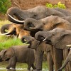 希望大象不再流淚！美國宣布禁止象牙貿易，殘忍獵殺悲歌能否不復唱？