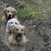 「我家三傻又相揪去泡泥巴澡了...」這幾組狗狗玩泥巴後的「超悲劇」照片，每張都讓人看了瞬間笑噴！