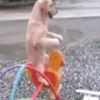 這張狗狗做在旋轉木馬上的可愛影片絕對會讓你想看上一整天 