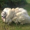 以為救了一隻「大綿羊」...剪掉牠身上16公斤的毛後，才讓人看清牠愛笑的真面目！