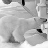 發現附近有北極熊媽媽待產...霸氣企業下令封閉唯一對外道路！還派專家24小時監控母子安危！