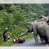 「小子！聽說就是你按我們喇叭是吧！」機車騎士想超車向前方的大象按喇叭...沒想到最後竟慘遭象群包圍！！！