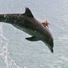 「旋轉跳躍我閉著眼」出海看海豚竟看到百年難得一見...海豚不停地要出水面！！得知真相後...連船長都笑翻ＸＤＤ