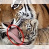 老虎除了尖銳的牙齒和敏銳的速度可以捕捉到獵物外，你知道他們的「舌頭」也能致人於死嗎？